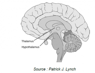 interieur cerveau